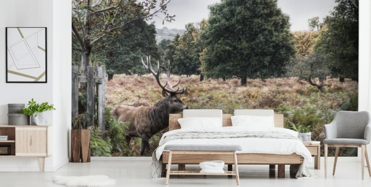 Eenzaam hert in Nationaal Park Behang