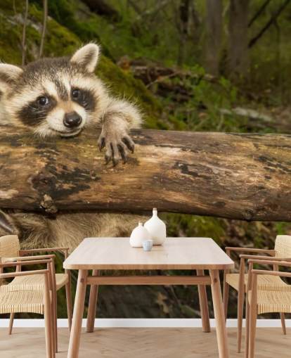 Papel de parede Baby Raccoon Papel de parede Baby Raccoon