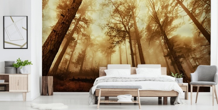 Pine Forest in the Mist Forest Wallpaper