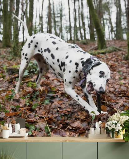 Black and White Spotted Dog Playing with Stick in Autumn Woodland Wallpaper Black and White Spotted Dog Playing with Stick in Autumn Woodland Wallpaper