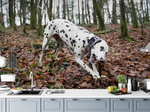 Sort og hvid plettet hund leger med pind i efteråret Woodland Wallpaper