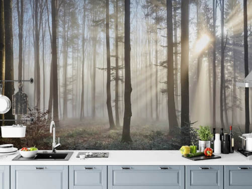 Forest Wallpaper & Tree Wall Murals | Wallsauce US