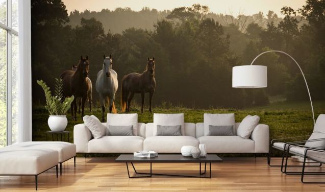 Three Wild Horses in Field Wallpaper