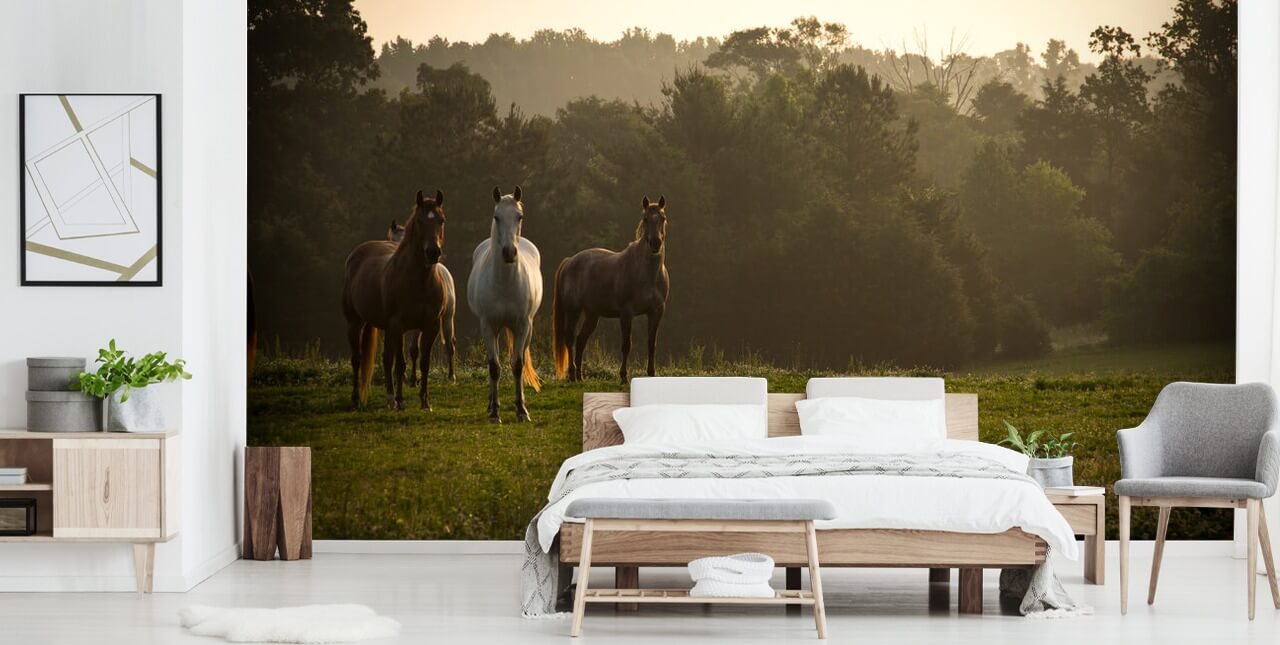 Tre vilde heste i Field Baggrund Tre vilde heste i Field Baggrund