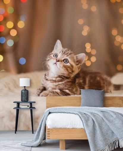 British kitten, Christmas and New Year wallpaper British kitten, Christmas and New Year wallpaper
