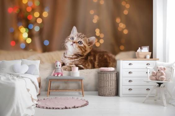Brits kitten, Kerstmis en Nieuwjaar behang