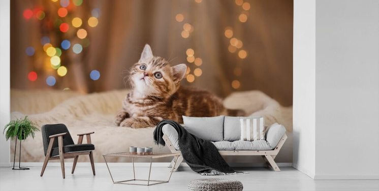 Descargar el fondo de pantalla Gatito británico, Navidad y Año Nuevo