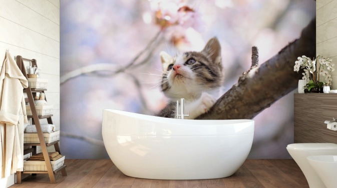 Kattunge på Blossom Tree Branch Veggmaleri