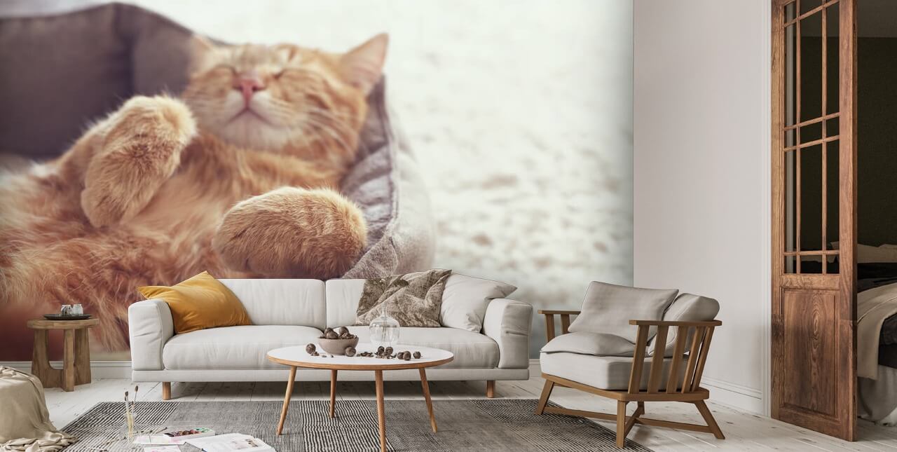 Katt sova Tapet Väggmålning