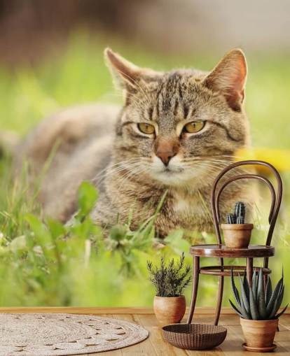 brown cat led in grass wallpaper brown cat led in grass wallpaper