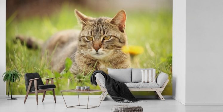 brun katt ledet i gress tapet