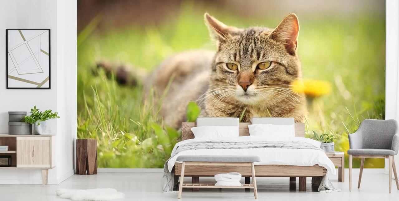 brun katt ledet i gress tapet brun katt ledet i gress tapet