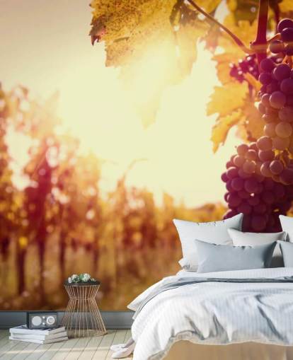 Sunset Vineyard Baggrund Sunset Vineyard Baggrund