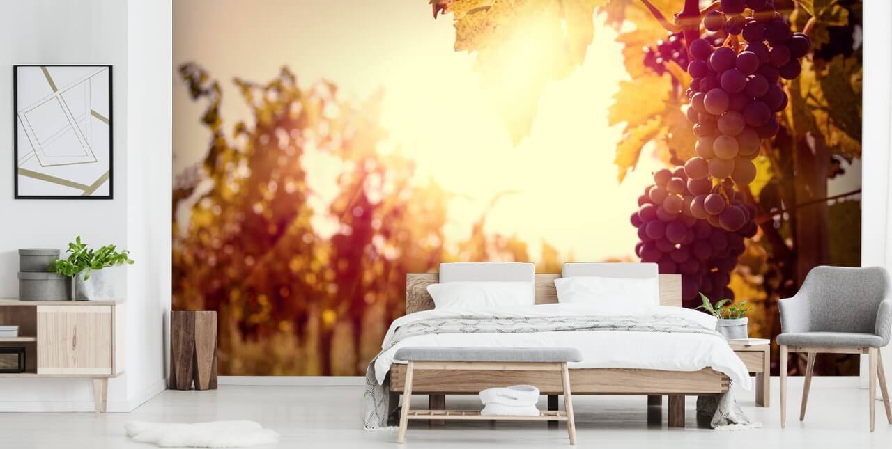 Fondo de pantalla Sunset Vineyard
