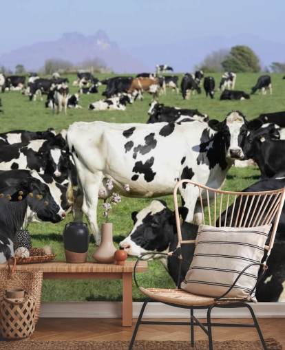 Dairy Cows in a Field Wall Mural Dairy Cows in a Field Wall Mural