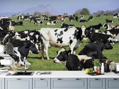 Dairy Cows in a Field Wall Mural 