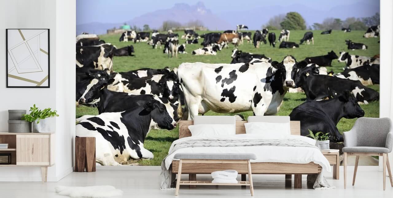 Dairy Cows in a Field Wall Mural 