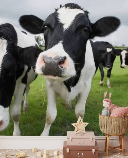 Nahaufnahme von Kühen Tapete Nahaufnahme von Kühen Tapete