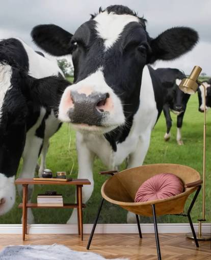 Nahaufnahme von Kühen Tapete Nahaufnahme von Kühen Tapete