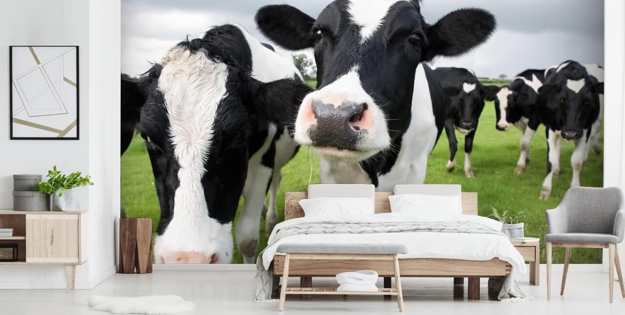 Close Up of Cows Wallpaper