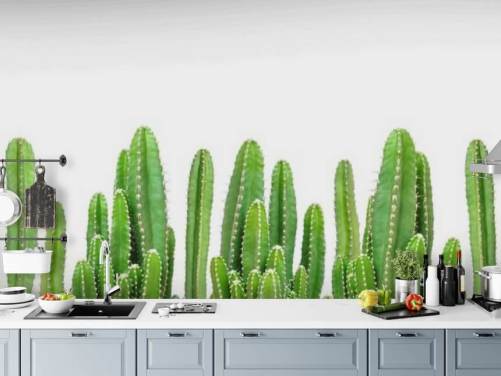 green cacti on white background wallpaper