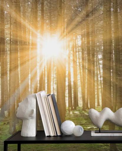 Sol filtrering gennem Forest Wallpaper Sol filtrering gennem Forest Wallpaper