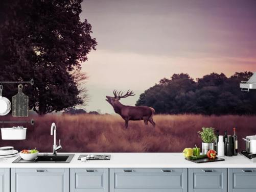 Stag i Wild Wallpaper