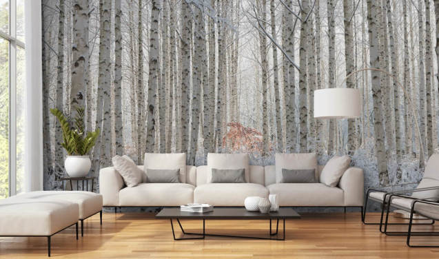 Birch Tree Wallpaper & Wall Murals | Wallsauce US