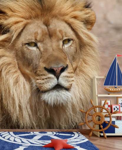 Lion Thinking Wallpaper Lion Thinking Wallpaper