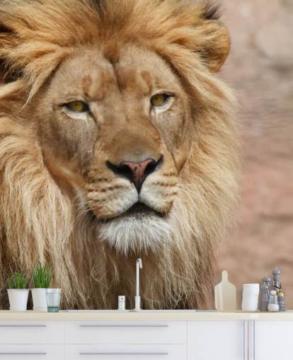 Lion denken Tapete Lion denken Tapete