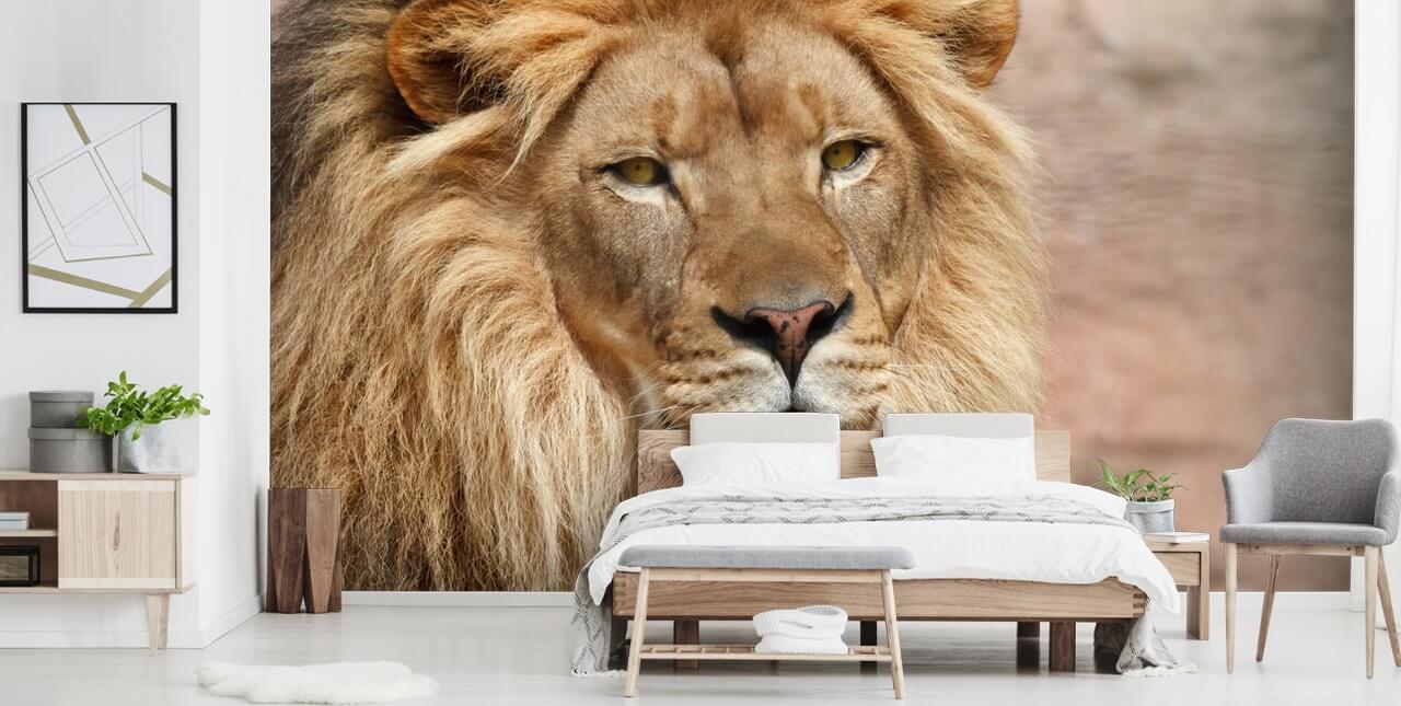 Papier peint Lion Thinking Papier peint Lion Thinking