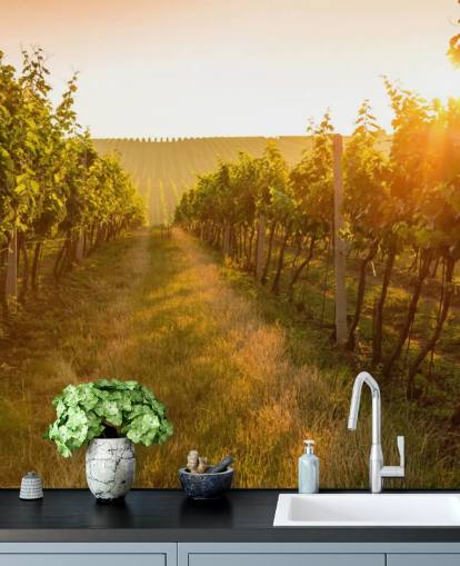Sunrise over a vineyard mural Sunrise over a vineyard mural