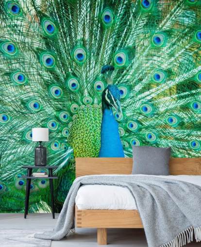 Portrait of Peacock with Feathers Out Mural  Portrait of Peacock with Feathers Out Mural