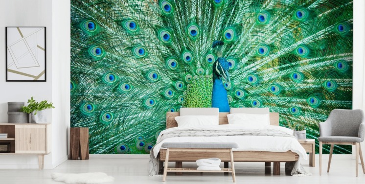 Portrait of Peacock with Feathers Out Mural 