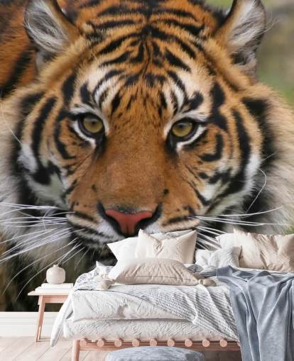 Close Up Tiger Face Wallpaper Close Up Tiger Face Wallpaper