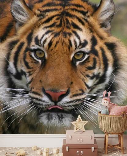 Nærbilde Tiger Face Bakgrunn Nærbilde Tiger Face Bakgrunn