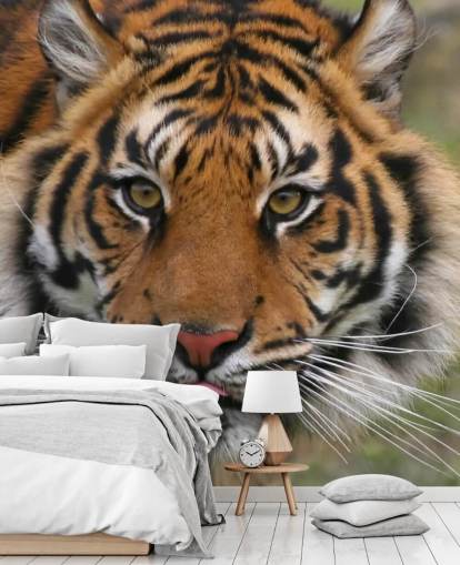 Nära upp Tiger Face Bakgrund Nära upp Tiger Face Bakgrund