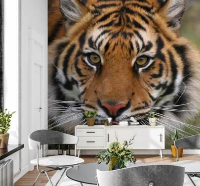 Tæt Op Tiger Face Baggrund
