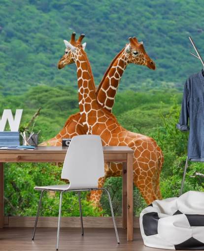 Giraffes Fighting Wallpaper Giraffes Fighting Wallpaper