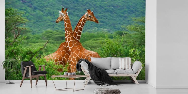 Giraffes Fighting Wallpaper