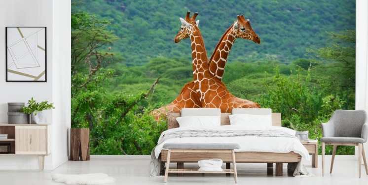 Giraffes Fighting Wallpaper