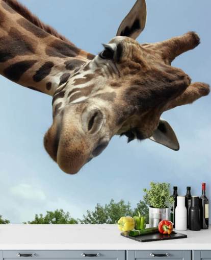 Giraffe Nahaufnahme Wandbild Giraffe Nahaufnahme Wandbild