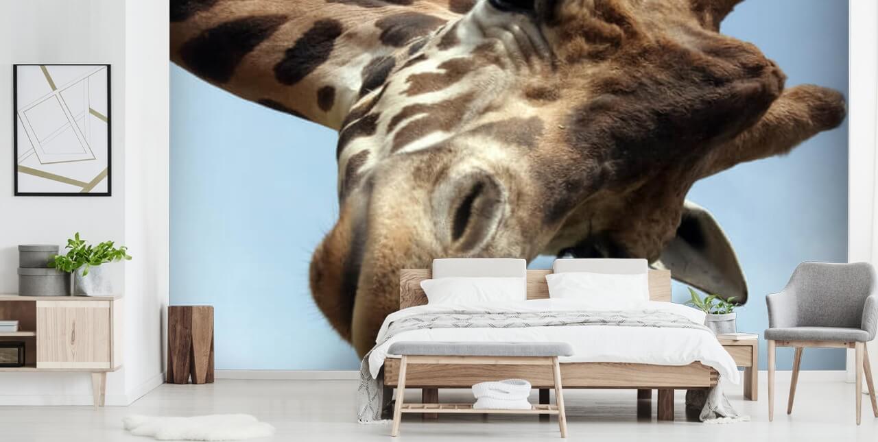 Giraffe Close Up Mural Giraffe Close Up Mural
