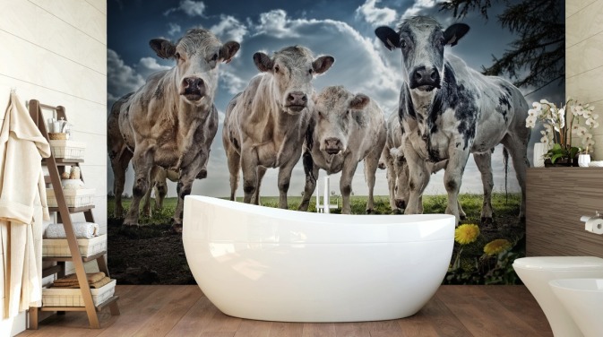 Mooooooo Cow Wallpaper