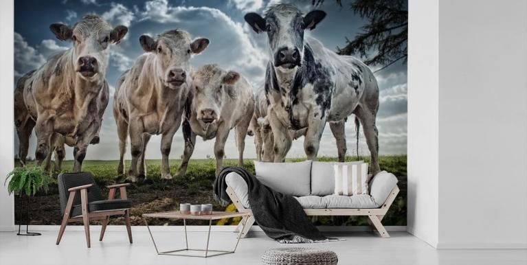 Cow Wallpaper & Wall Murals