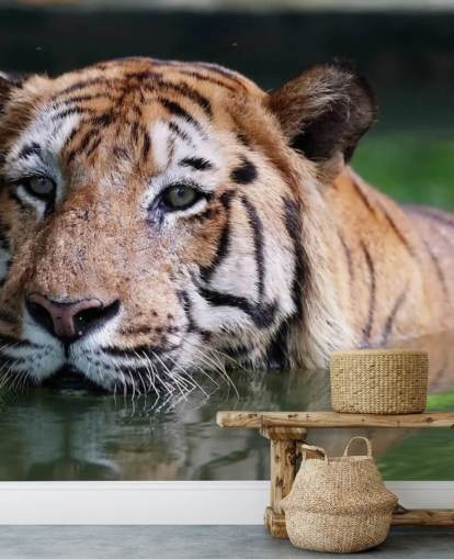 Schwimmen Tiger Nahaufnahme Tapete Schwimmen Tiger Nahaufnahme Tapete