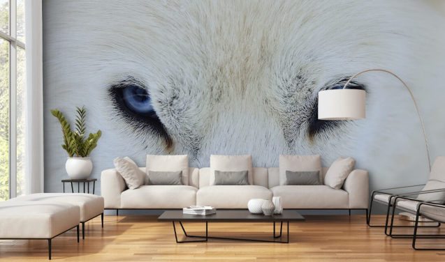 Blue Wolf Eyes Wallpaper