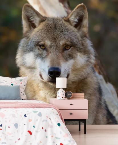 Close Up of Grey Wolf Portrait Wall Mural Close Up of Grey Wolf Portrait Wall Mural