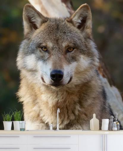 Close Up of Grey Wolf Portrait Wall Mural Close Up of Grey Wolf Portrait Wall Mural