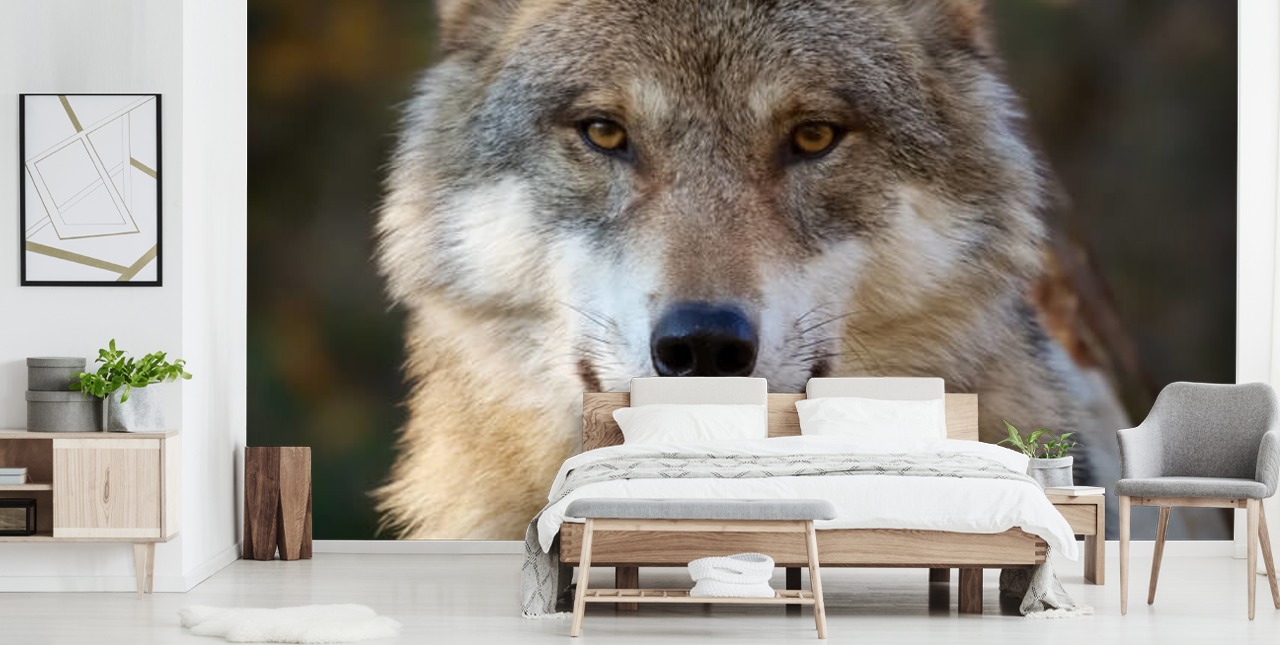 Nahaufnahme eines grauen Wolfs Portrait Wandgemälde Nahaufnahme eines grauen Wolfs Portrait Wandgemälde